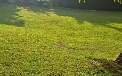 Royal Meath Scratch Cup”},”is_text_only_story”:false,”id”:”UzpfSTEwMDAwMTAxODQ1MjM1MDpWSzoyNjgxNjU0N